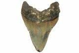 Serrated, Fossil Megalodon Tooth - North Carolina #219477-1